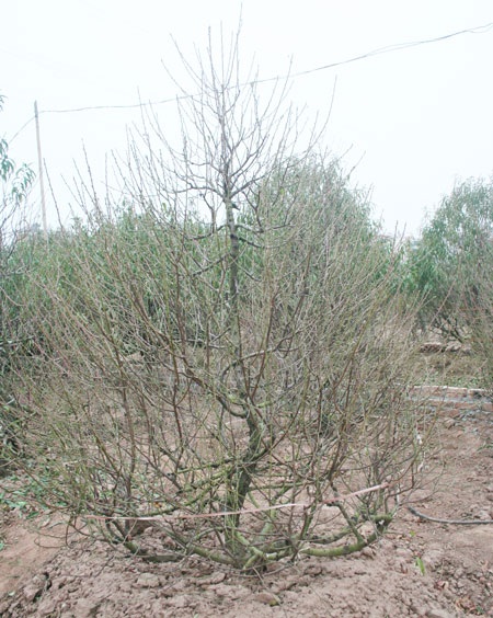 Quất Tứ Liên, đào Nhật Tân hào hứng “ngóng” giá thị trường - 3