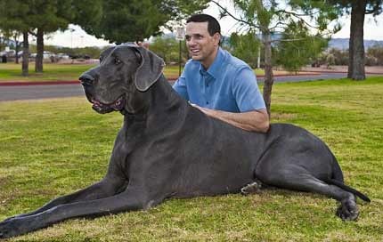 Chú chó cao gần bằng một con ngựa - 2