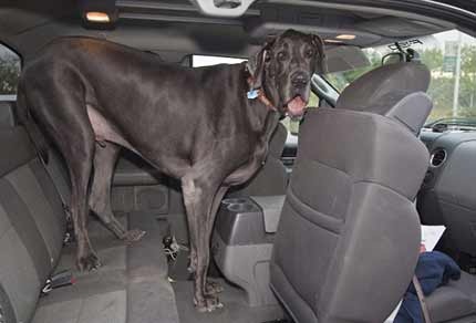 Chú chó cao gần bằng một con ngựa - 3