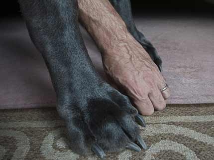 Chú chó cao gần bằng một con ngựa - 4