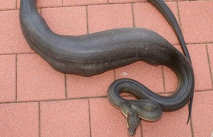 10 cảnh ăn thịt lẫn nhau ấn tượng nhất vương quốc động vật - 5