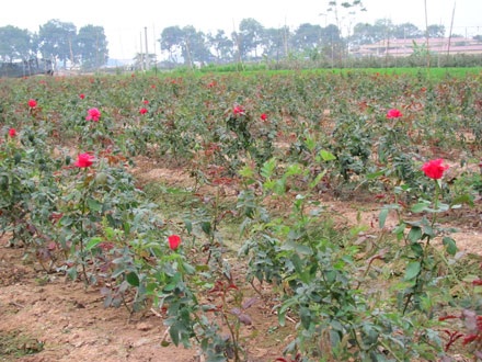 Làng hoa Tây Tựu hồ hởi đón Tết - 2 Làng hoa Tây Tựu hồ hởi đón Tết - 2