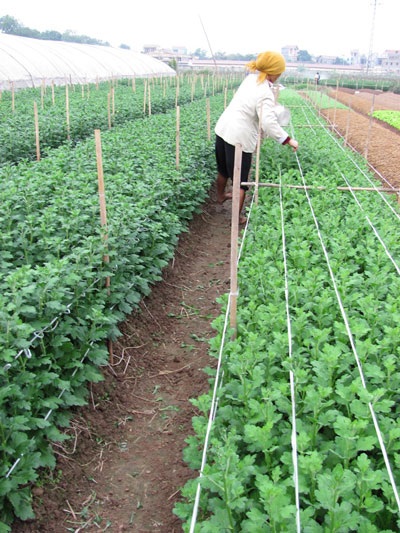 Làng hoa Tây Tựu hồ hởi đón Tết - 6 Làng hoa Tây Tựu hồ hởi đón Tết - 6