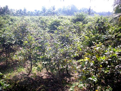 Những vườn mai trăn trở ngày cận tết - 1 Những vườn mai trăn trở ngày cận tết - 1