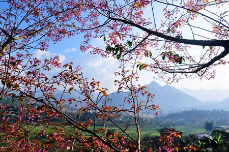 Rực rỡ đào rừng Bắc Hà nở sớm - 9