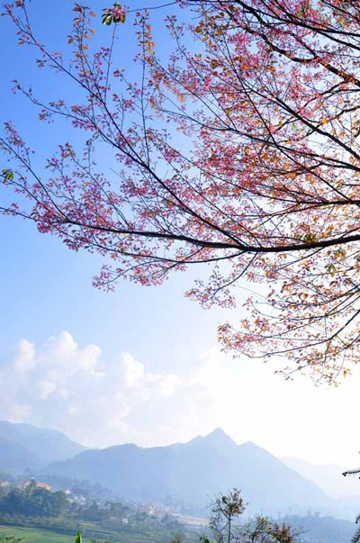 Rực rỡ đào rừng Bắc Hà nở sớm - 10