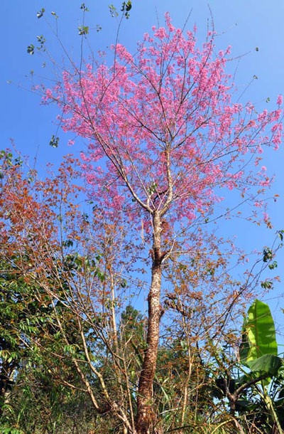 Rực rỡ đào rừng Bắc Hà nở sớm - 11