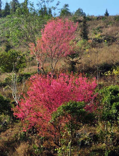 Rực rỡ đào rừng Bắc Hà nở sớm - 2