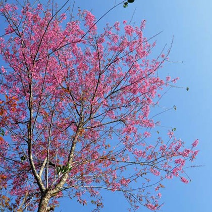 Rực rỡ đào rừng Bắc Hà nở sớm - 1