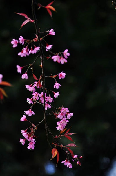 Rực rỡ đào rừng Bắc Hà nở sớm - 3