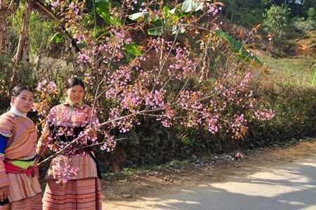 Rực rỡ đào rừng Bắc Hà nở sớm - 4