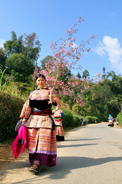 Rực rỡ đào rừng Bắc Hà nở sớm - 5