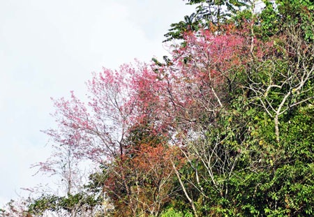 Rực rỡ đào rừng Bắc Hà nở sớm - 6