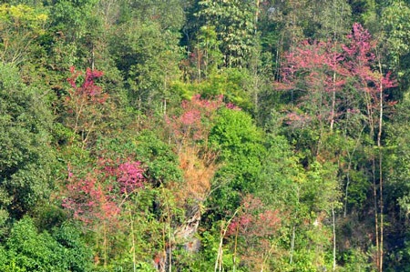 Rực rỡ đào rừng Bắc Hà nở sớm - 7