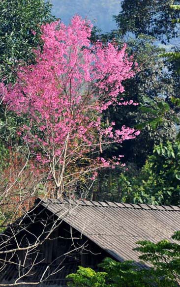 Rực rỡ đào rừng Bắc Hà nở sớm - 8