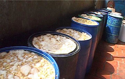 Dòi lúc nhúc trong hàng trăm thùng nguyên liệu mứt - 1 Dòi lúc nhúc trong hàng trăm thùng nguyên liệu mứt - 1