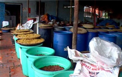 Dòi lúc nhúc trong hàng trăm thùng nguyên liệu mứt - 2 Dòi lúc nhúc trong hàng trăm thùng nguyên liệu mứt - 2