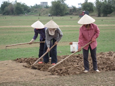 Về Vỵ Khê xem trồng… cỏ - 1 Về Vỵ Khê xem trồng… cỏ - 1