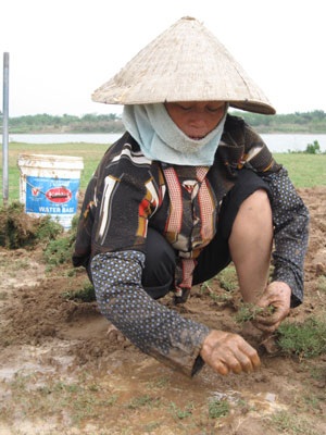 Về Vỵ Khê xem trồng… cỏ - 2 Về Vỵ Khê xem trồng… cỏ - 2
