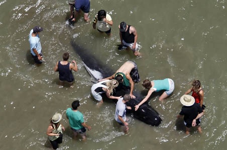 Hơn 125 cá voi chết sau khi mắc kẹt ở New Zealand - 1