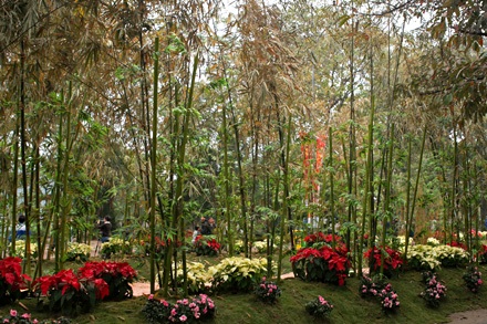 “Rừng” hoa bên hồ Gươm mờ ảo - 9 “Rừng” hoa bên hồ Gươm mờ ảo - 9