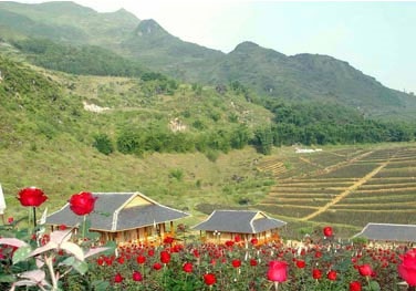 Thăm Vườn Hồng Sa Pa - 2