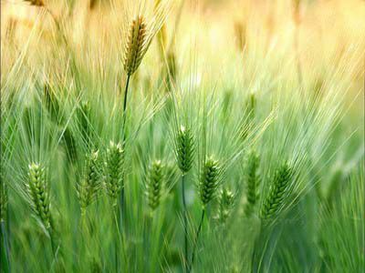 9 loại thực phẩm bảo vệ cơ thể phụ nữ - 1 9 loại thực phẩm bảo vệ cơ thể phụ nữ - 1