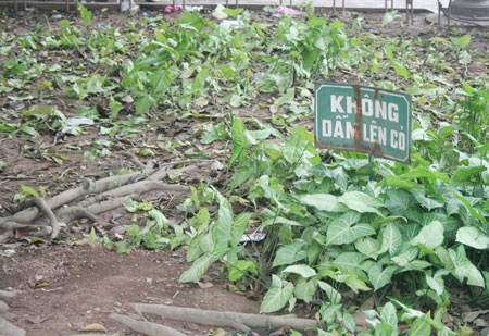 Những góc “nhiễu” tại lễ hội hoa Hà Nội - 13