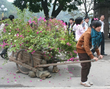 Những góc “nhiễu” tại lễ hội hoa Hà Nội - 6
