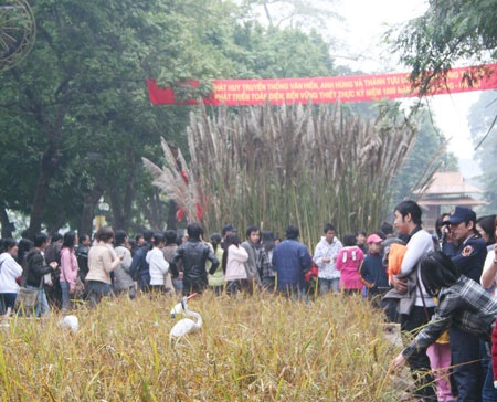 Những góc “nhiễu” tại lễ hội hoa Hà Nội - 5