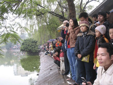 Cụ Rùa nổi vào ngày đầu tiên của năm mới 2010 - 1