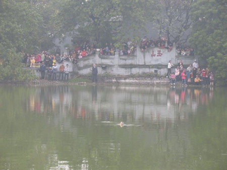 Cụ Rùa nổi vào ngày đầu tiên của năm mới 2010 - 2