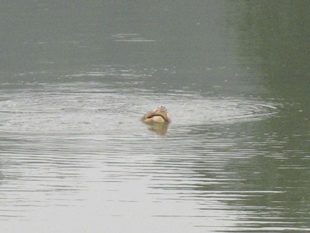 Cụ Rùa nổi vào ngày đầu tiên của năm mới 2010 - 3