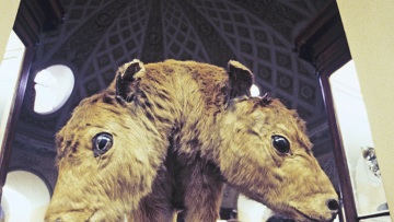 Bê hai đầu chào đời ở Estonia - 1