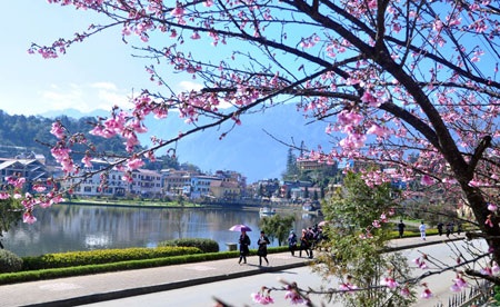 Bất ngờ hoa anh đào trên đất Sa Pa - 1