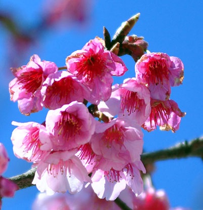 Bất ngờ hoa anh đào trên đất Sa Pa - 2