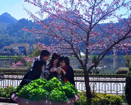 Bất ngờ hoa anh đào trên đất Sa Pa - 7