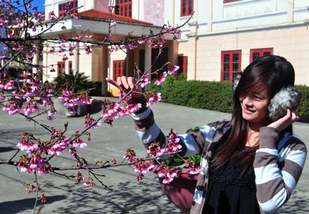 Bất ngờ hoa anh đào trên đất Sa Pa - 3