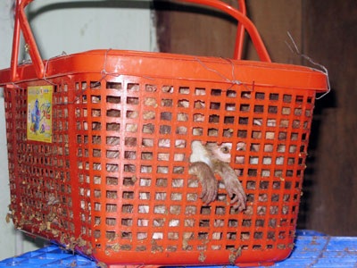 Thanh lý 96 con khỉ cho trang trại nuôi động vật hoang dã - 1 Thanh lý 96 con khỉ cho trang trại nuôi động vật hoang dã - 1