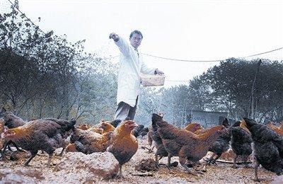 Cử nhân y khoa về quê mở trại nuôi gà - 1