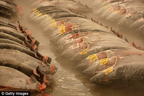 176.000 USD cho một con cá - 1 176.000 USD cho một con cá - 1