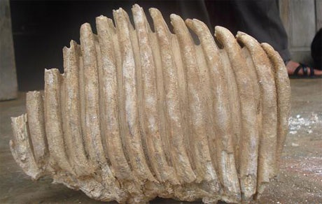 Xôn xao về "hàm răng" hóa thạch khổng lồ - 2