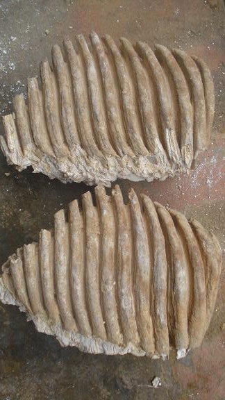 Xôn xao về "hàm răng" hóa thạch khổng lồ - 1