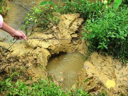 Voi rừng xuất hiện, người dân khiếp đảm  - 1