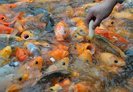 Những hình ảnh ấn tượng trong tuần - 8