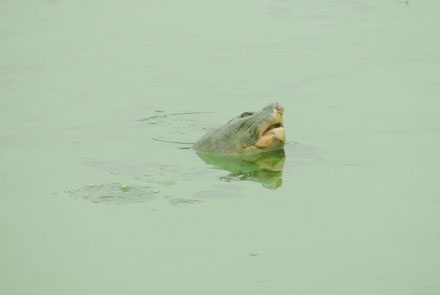 “Nạo vét Hồ Gươm là một quyết định rất khó khăn” - 2 “Nạo vét Hồ Gươm là một quyết định rất khó khăn” - 2