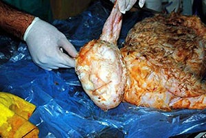 Cừu mới sinh hình mặt người - 1 Cừu mới sinh hình mặt người - 1