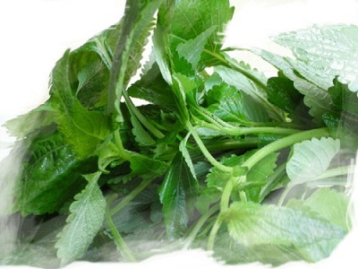 Kinh giới - vị thuốc chữa cảm cho trẻ đơn giản mà hiệu quả - 1