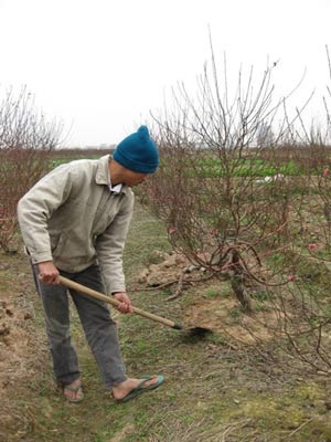 Đào phương Bắc mừng đón rét, mai miền Nam lo ngậm nụ - 1