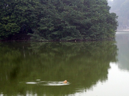 Cụ Rùa Hồ Gươm nổi nhiều lần sát bờ - 3